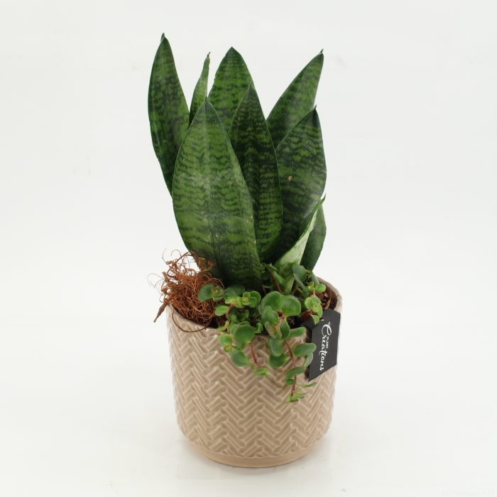 SUCR-2615 Succulent Essentials, D 16