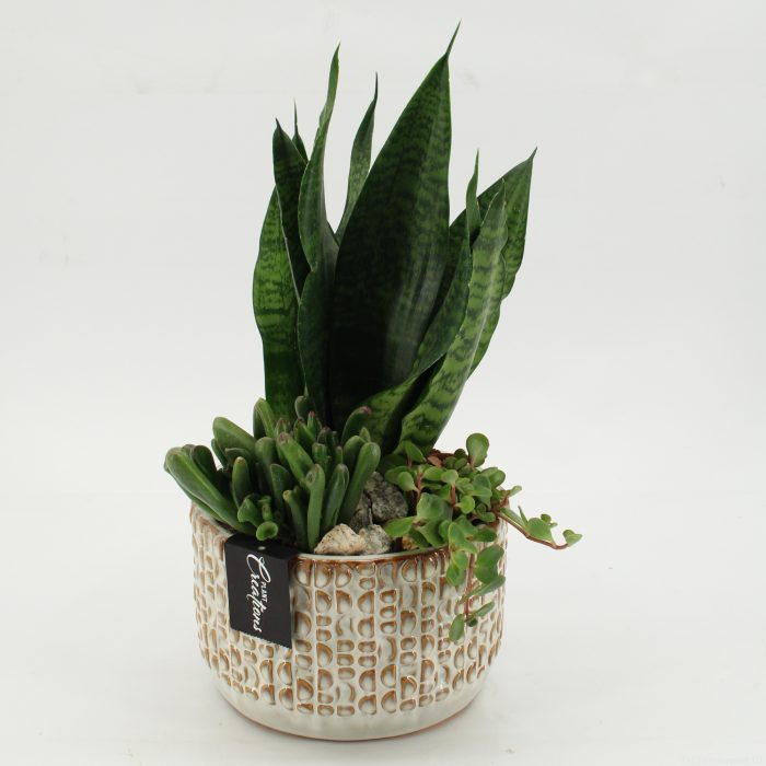 SUCR-2618 Succulent Essentials, D 17