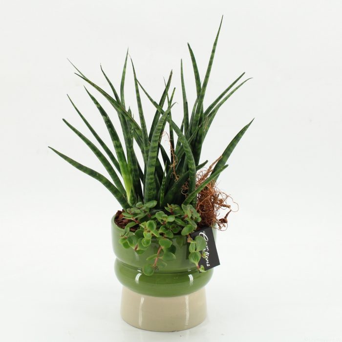 SUCR-2623 Succulent Essentials, D 14