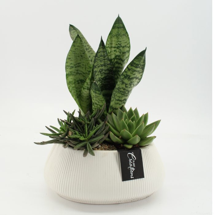 SUCR-2643 Succulent Essentials, D 24