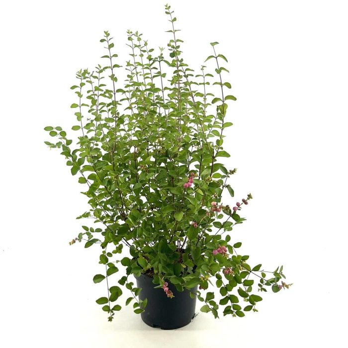 Symphoricarpos d. 'Mother of Pearl', D 19