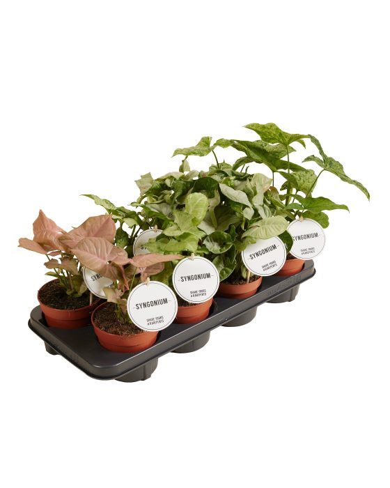 Syngonium Mix, D 12