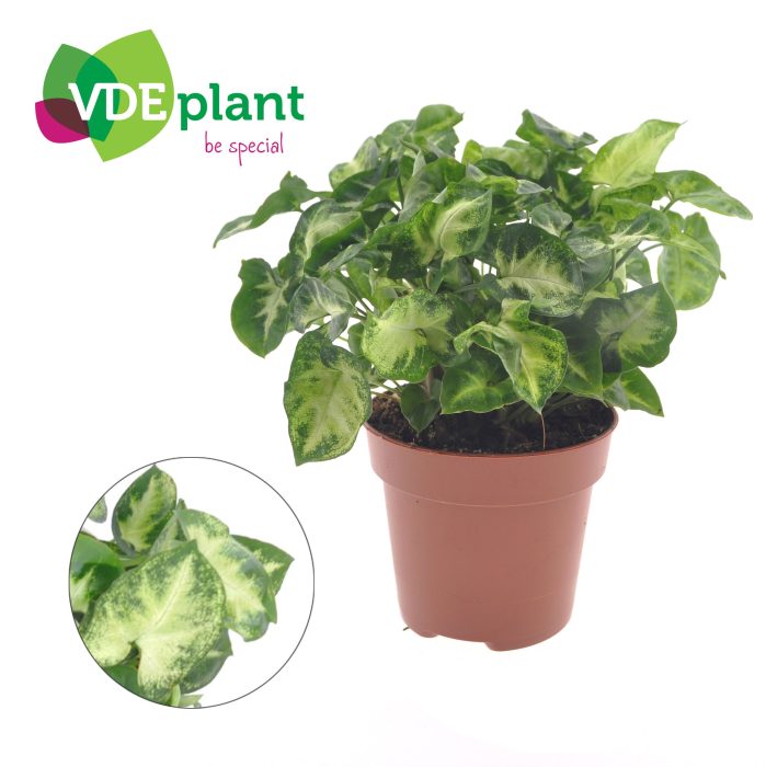 Syngonium Pixie, D 12