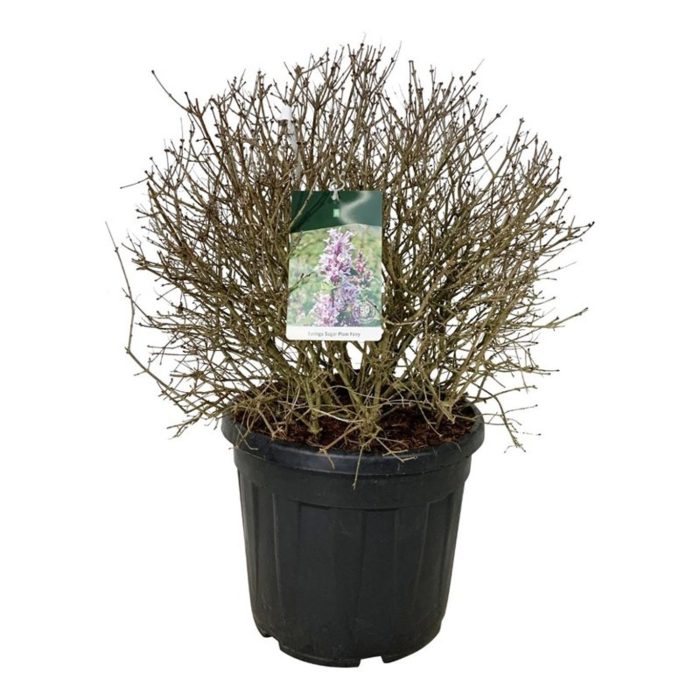 Syringa 'Sugar Plum Fairy', D 50
