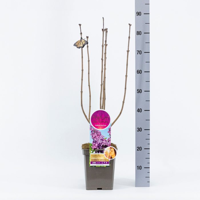 Syringa And. an Ludwig Späth, 'Premium Selection', C5, D 23