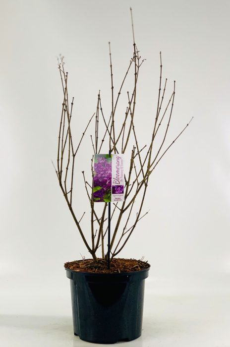 Syringa Bloomerang -R- 'Dark Purple', D 23