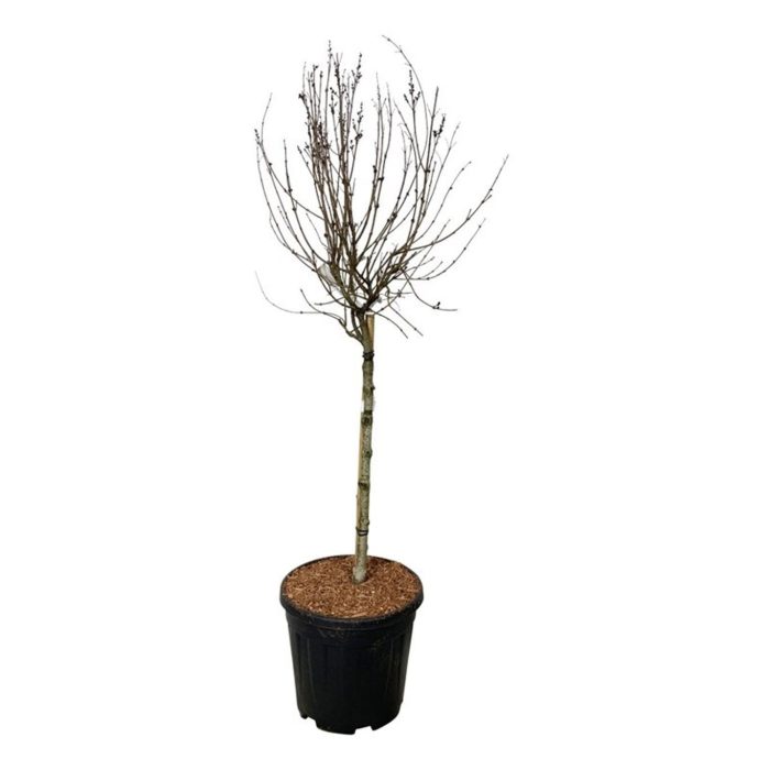 Syringa BLOOMERANG® 'Pink Perfume', D 32