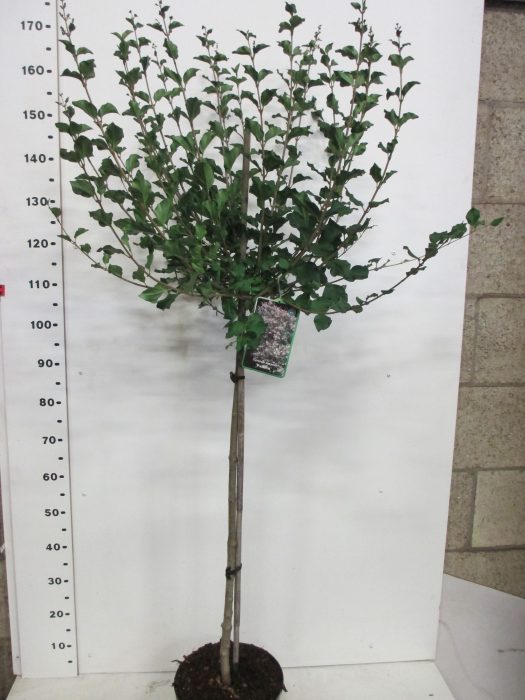 Syringa m. Palibin 80st. P26, D 26