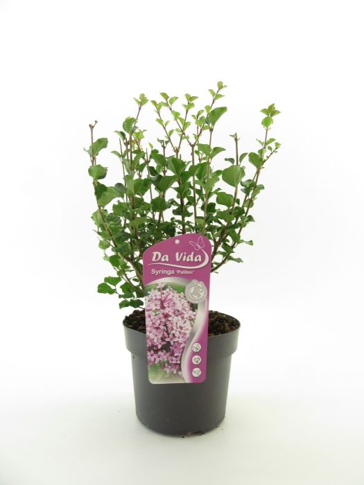 Syringa mey. Palibin, D 19
