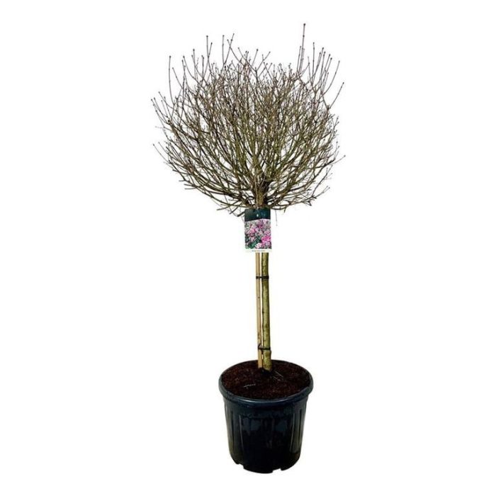Syringa meyeri 'Palibin', D 50