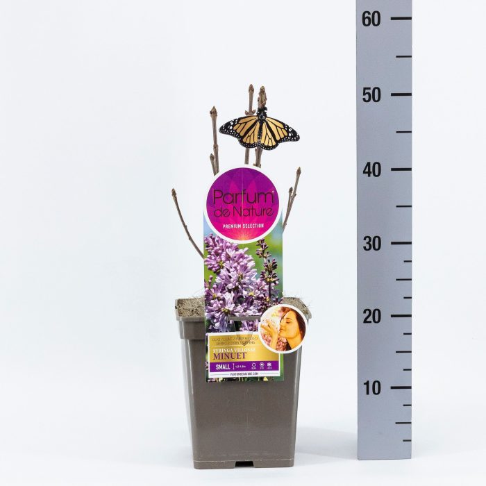 Syringa Minuet, 'Premium Selection', C5, D 23
