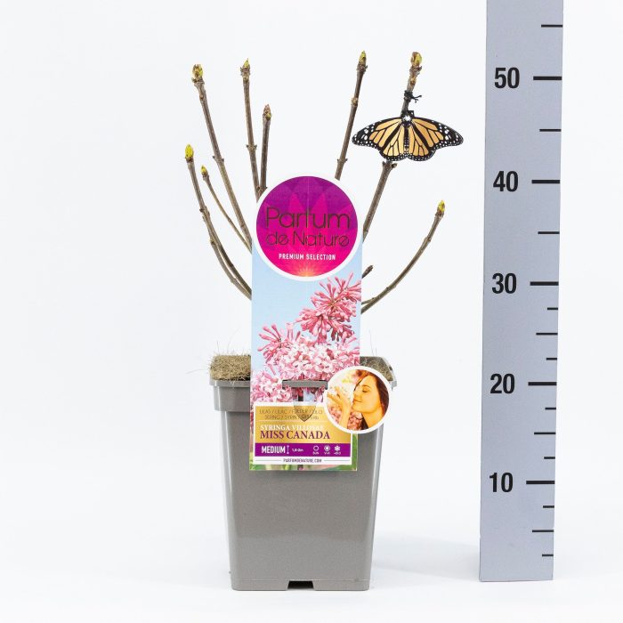 Syringa Miss Canada, 'Premium Selection', C5, D 23