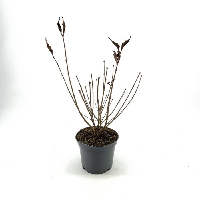 Syringa patula 'Miss Kim', D 19