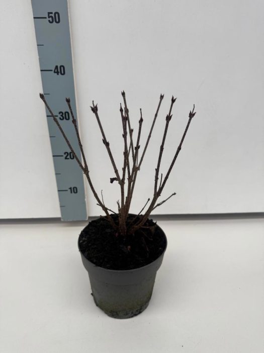 Syringa patula 'Miss Kim', D 17