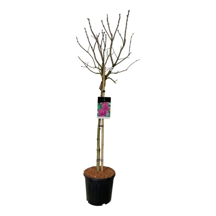Syringa v. 'And. an Ludwig Späth', D 32
