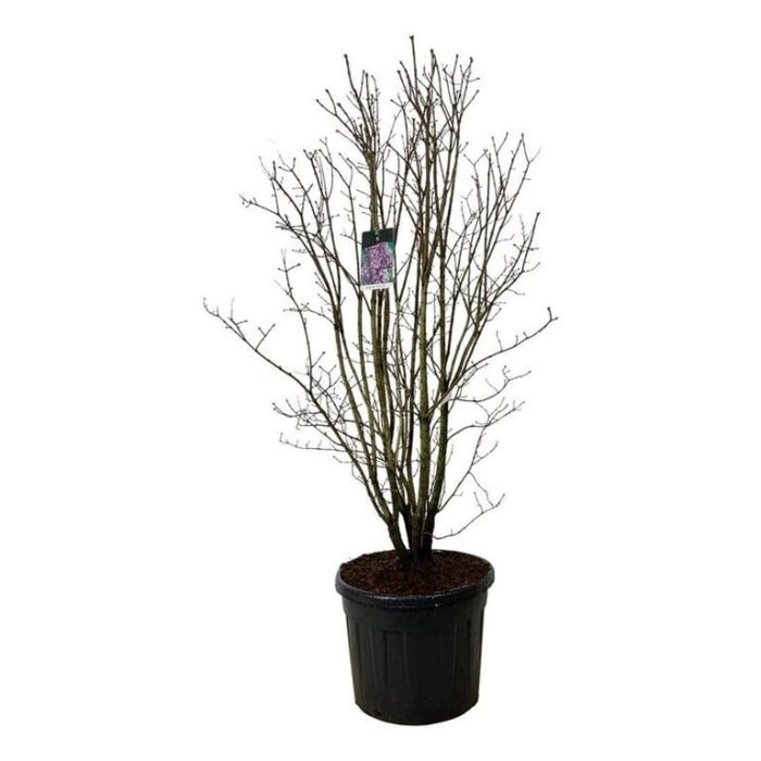 Syringa v. 'Charles Joly', D 60
