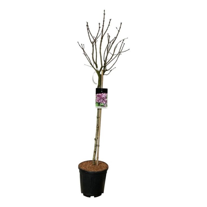 Syringa v. 'Katherine Havemeyer', D 32