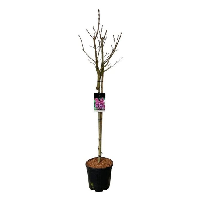Syringa v. 'Michel Buchner', D 32