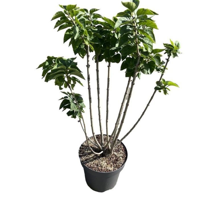 Syringa v. 'Mme Lemoine', D 21