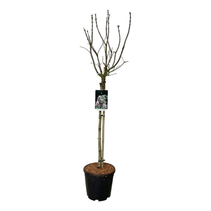 Syringa v. Beauty of Moscow, D 32