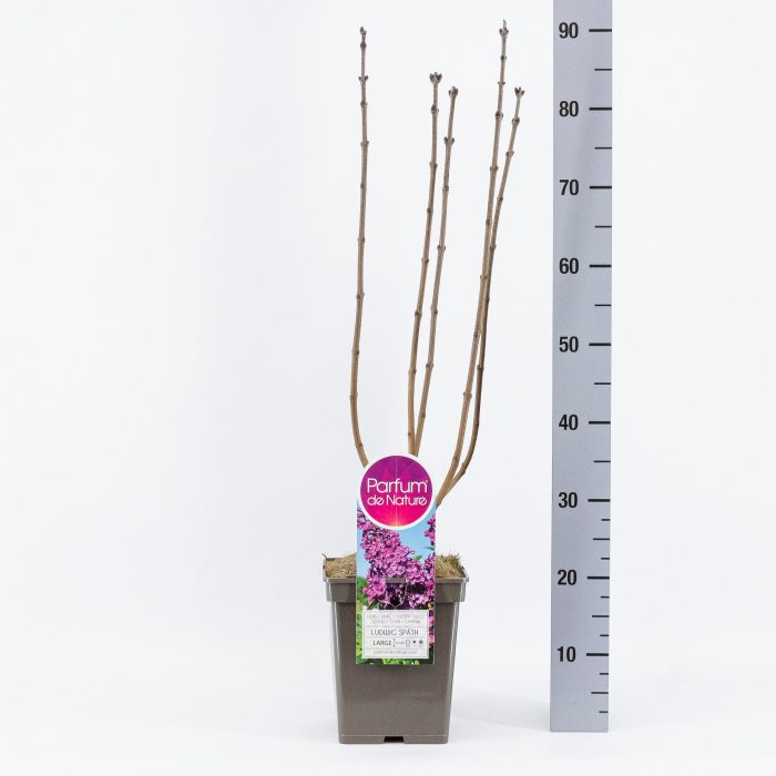 Syringa vul. And.an Ludwig Späth, C5, D 23