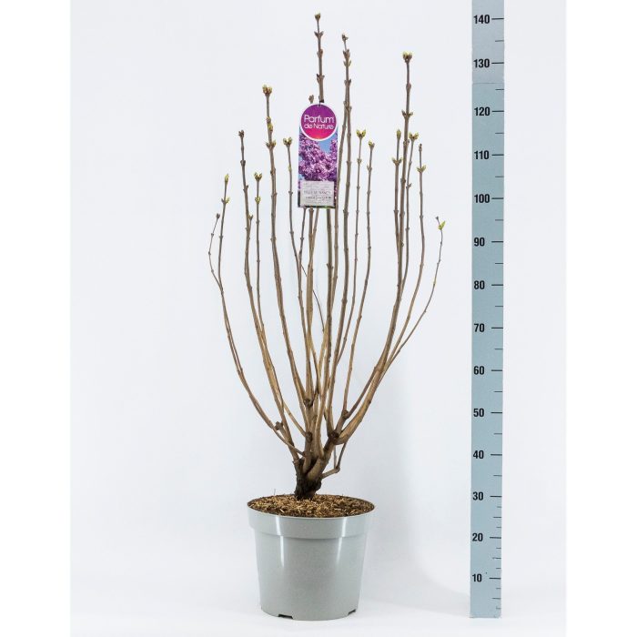 Syringa vul. Belle de Nancy, 3-jarig, C15 Solitair, D 32