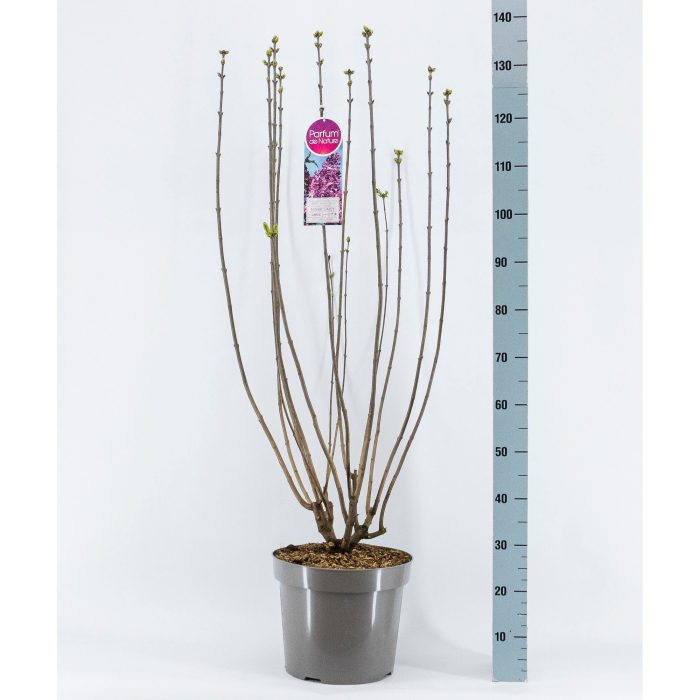 Syringa vul. Esther Staley, 3-jarig, C15 Solitair, D 32