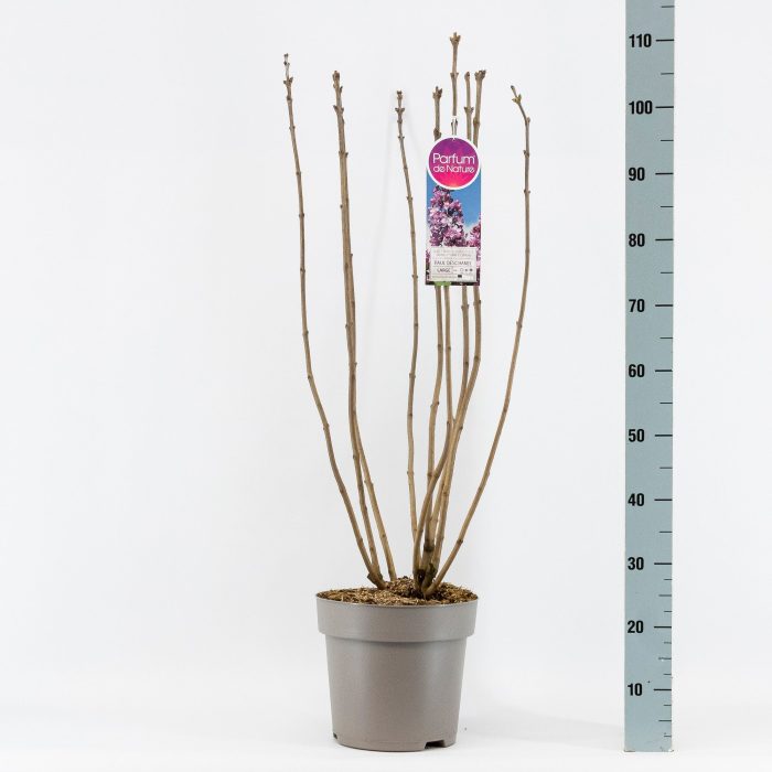 Syringa vul. Paul Deschanel 2-jr C10 sol. bloemknop, D 27