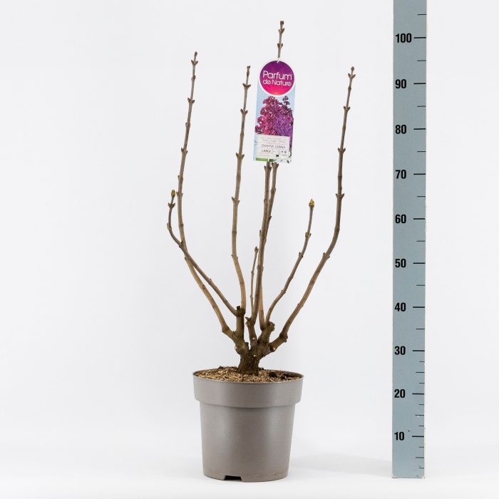 Syringa vul. Znamya Lenina, 2-jarig, C10 Solitair, D 27