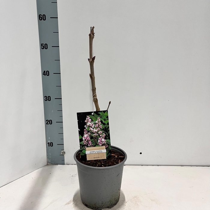 Syringa vulg. 'Beauty of Moscow', D 17