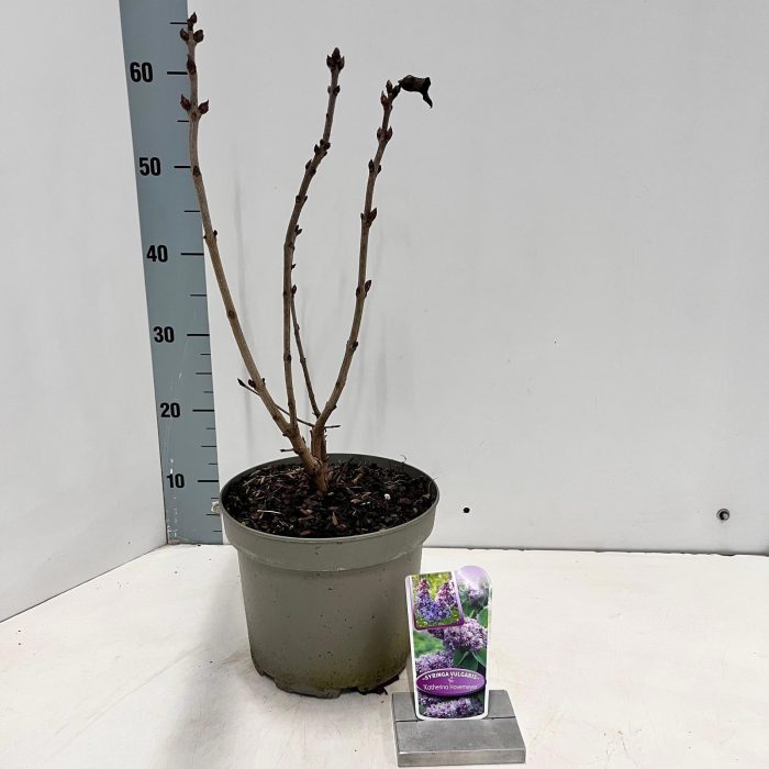 Syringa vulg. 'Katherine Havemeyer', D 23