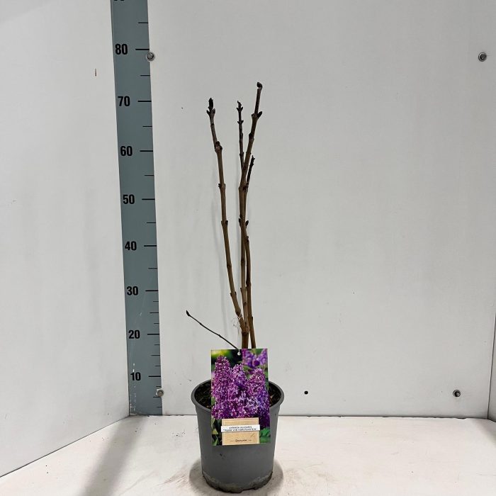 Syringa vulg. 'Ruhm von Horstenstein', D 17