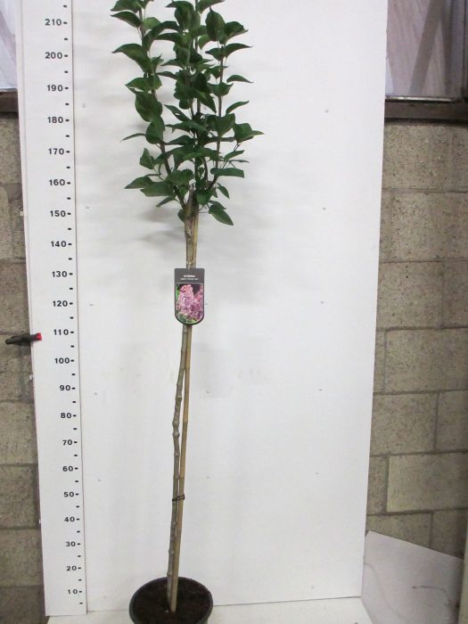 Syringa vulg. Charles Joly 110st. P28, D 28