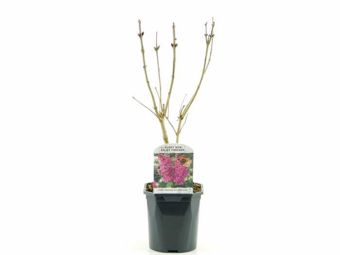 Syringa vulg. Ludwig Späth, D 17