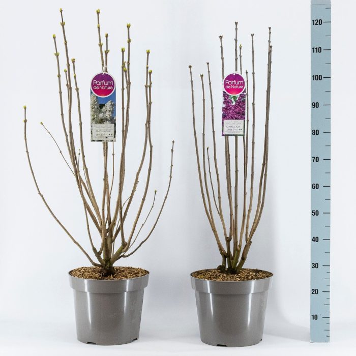 Syringa Vulgaris 3-jarig, C15 Solitair mix, D 32