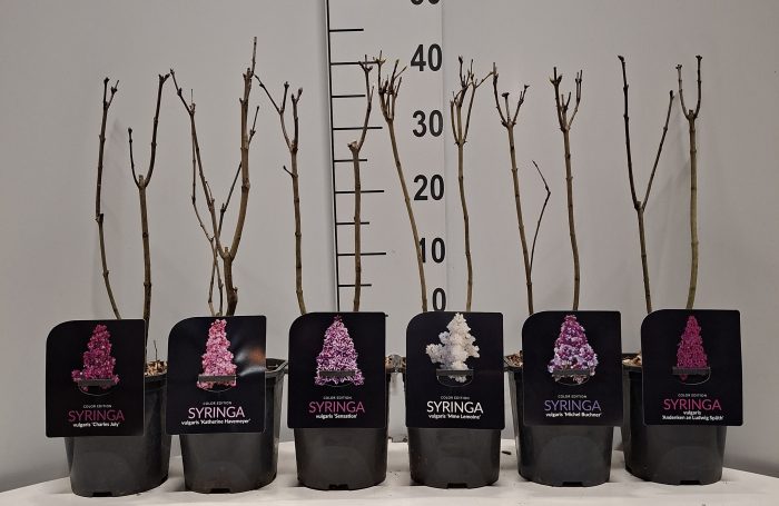 Syringa vulgaris In Cultivars, D 17