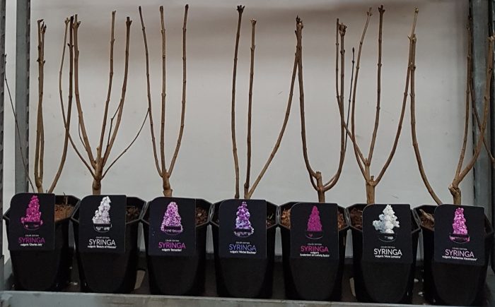 Syringa vulgaris In Cultivars 3-4 tak, D 21