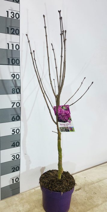 Syringa vulgaris Paars op stam, D 26