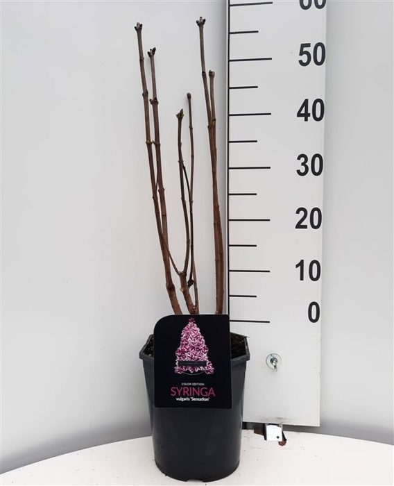 Syringa vulgaris Sensation, D 21