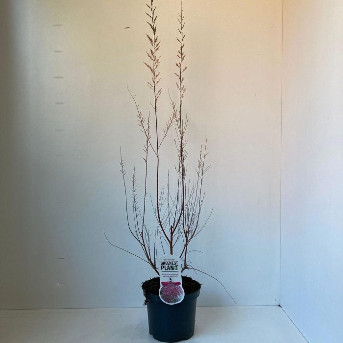 Tamarix ramosissima 'Pink Cascade', D 19