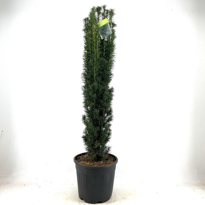 Taxus b. 'Fastigiata Robusta', D 38
