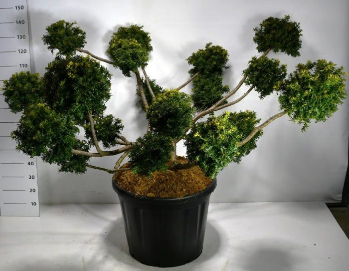 Taxus b. 'Summergold', D 60