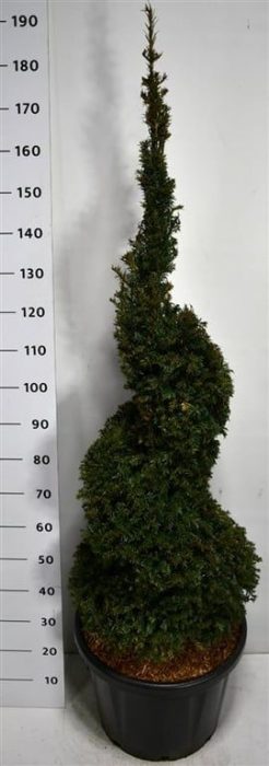 Taxus baccata, D 48