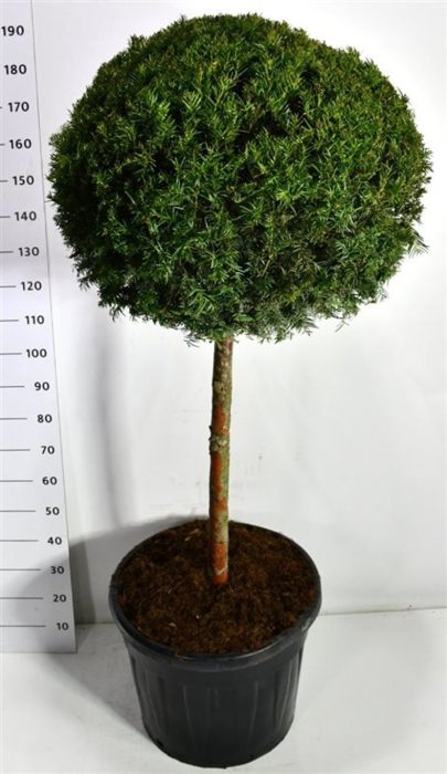 Taxus baccata, D 65