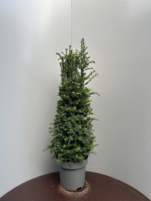 Taxus baccata, D 35