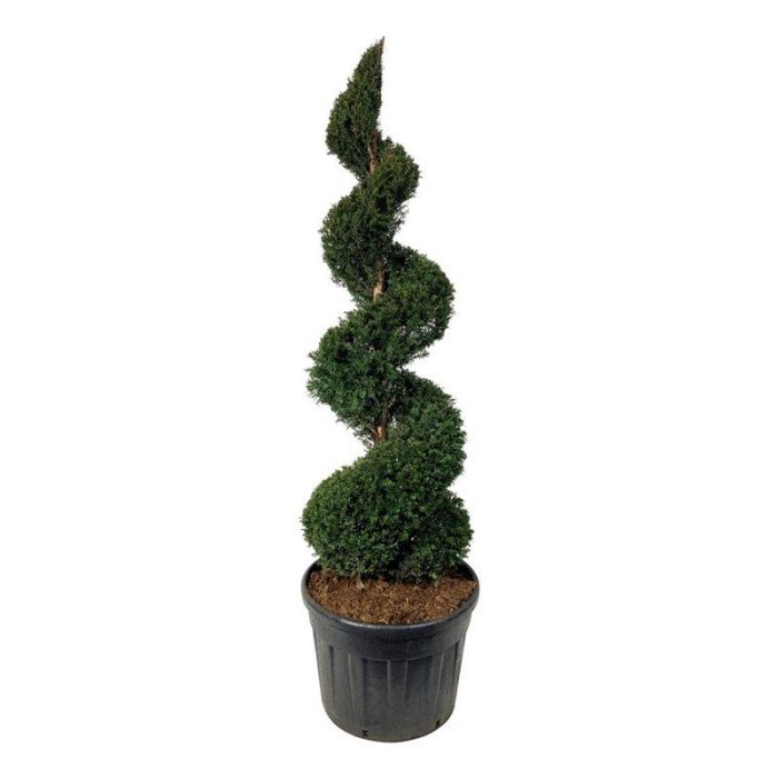 Taxus baccata, D 70