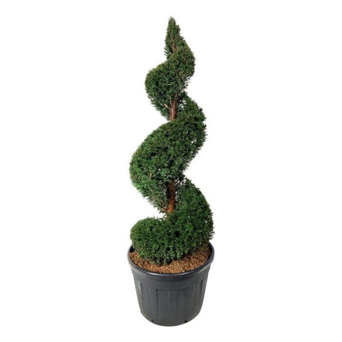 Taxus baccata, D 70