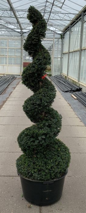 Taxus baccata --spiraal 190-200 cm, D 65