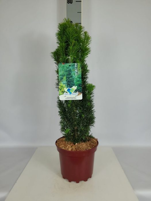 Taxus baccata 'Fastigiata Robusta' C3 30-40, D 19