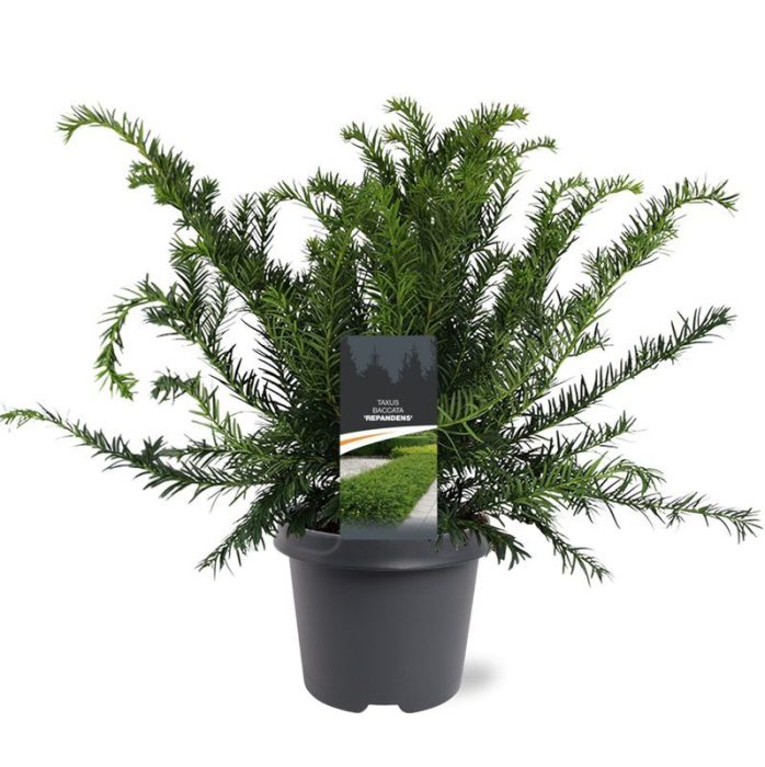 Taxus baccata 'Repandens', D 23